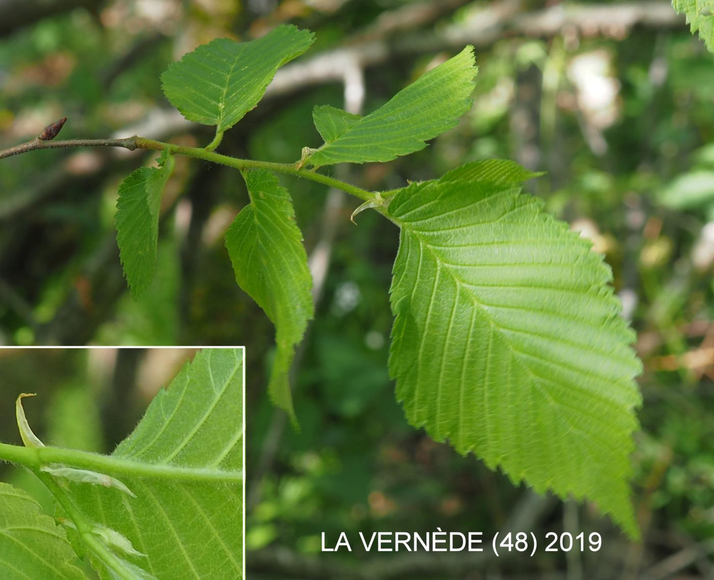 White-Elm, European leaf